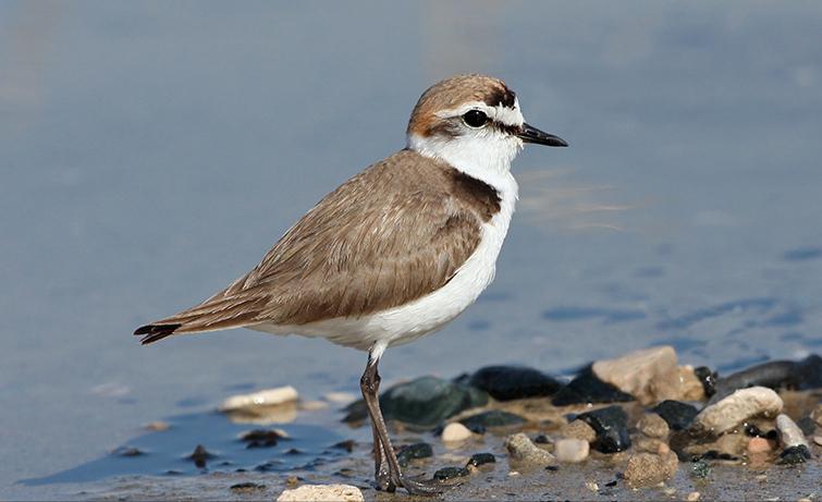 东江揽胜,惠州淡水常见鸟类图谱