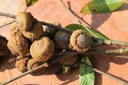 印度神油的主原料壮阳果，你知道它可以食用嘛