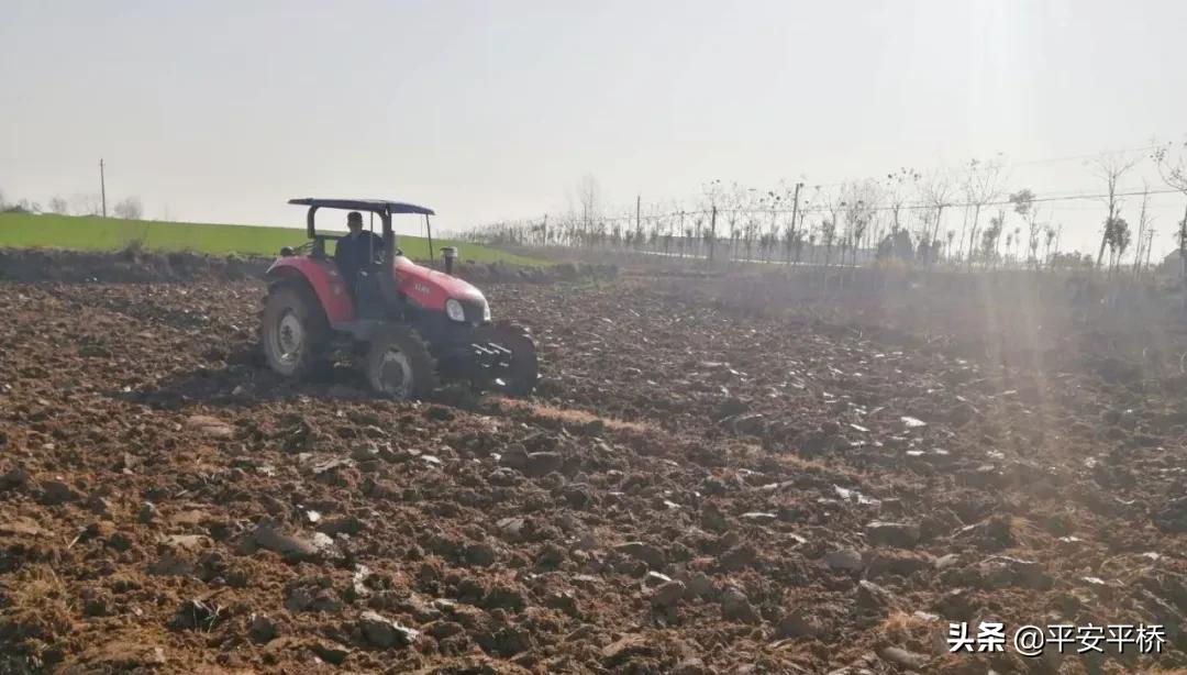 平桥区明港镇：防疫不松劲春耕备播忙