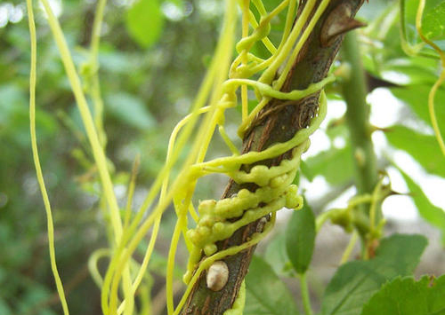 说文解字第280课全集,说文解字第70课