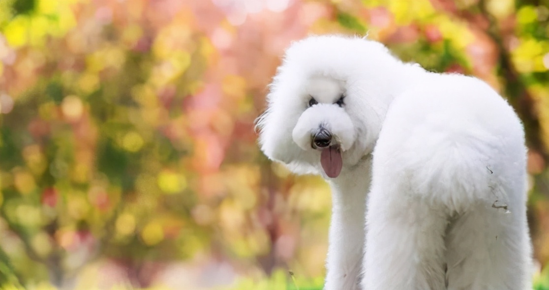 巨型贵宾犬的优缺点分析图片,巨型贵宾犬和巨型泰迪哪个好养活