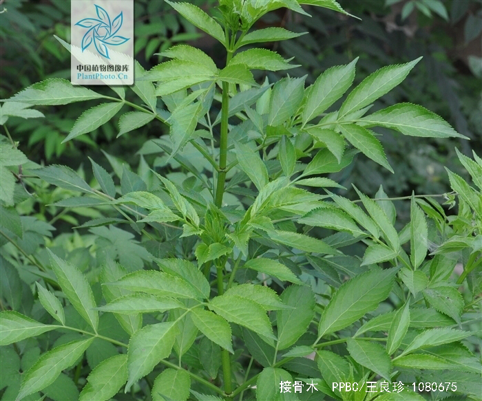 中药材接骨木性味归经,接骨木的功效