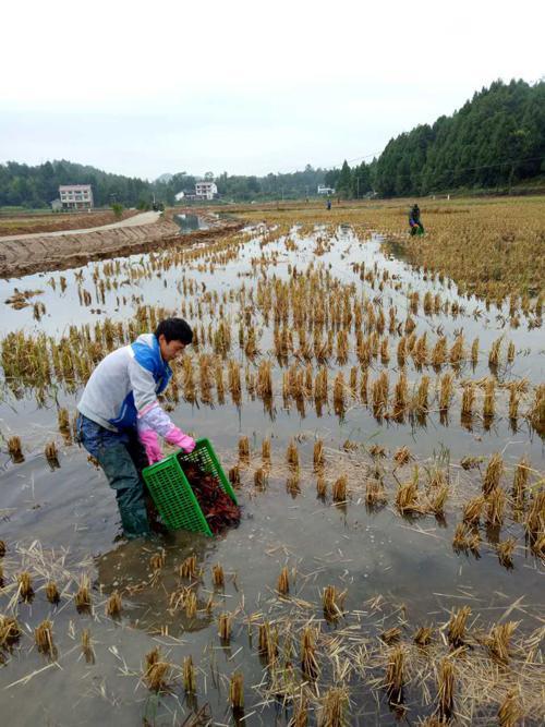 小龙虾夹断的伊乐藻照样生长,小龙虾夹伊乐藻是缺什么吗