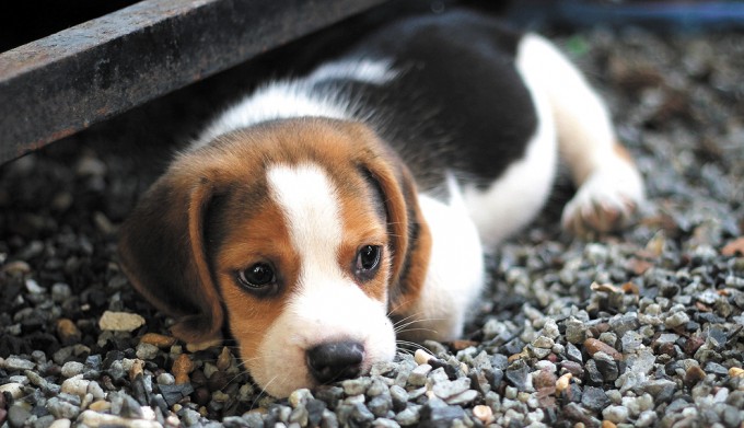狗狗吃手上零食时如何防止误咬,狗狗噎着了怎么办