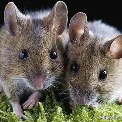 弓形虫不治会有什么危害,弓形虫是孕妇和胎儿的大敌