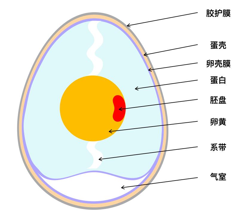 双黄蛋的产生：和激素无关，但也很有趣