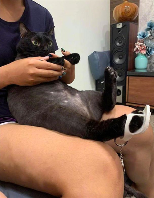 铲屎官帮猫咪做猫咪拖鞋,铲屎官给猫咪的衣服上装了荧光棒