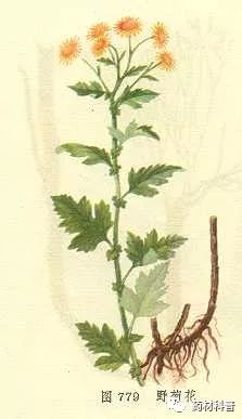 野菊花种植方法及关注事项,野菊花的功用与用途有什么