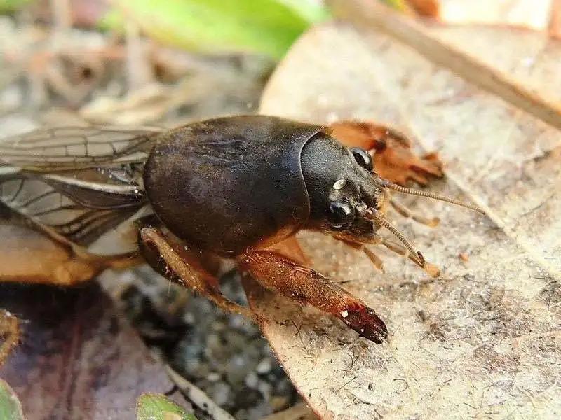 农田地下害虫怎么处理,病虫害防治地上地下害虫通通搞定