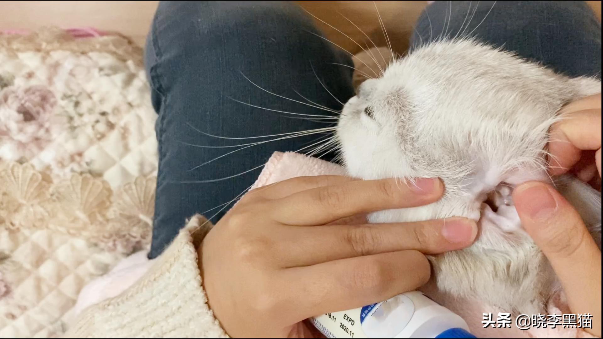 猫咪清洁耳螨如何不伤耳朵,猫耳朵清理需要关注什么