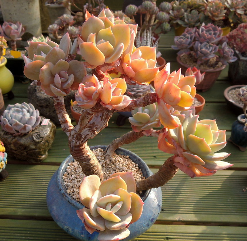 他养多肉10多年，总结出9个易出“高价老桩”的品种，适合新手