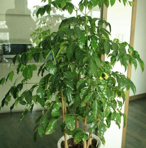 幸福树叶有黑色斑点怎么治理,幸福树叶片有斑点黄了怎么补救