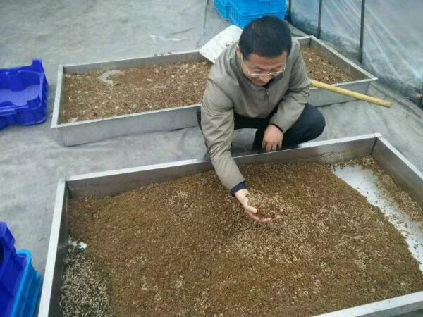 中药里的营养虫,中药营养鸡