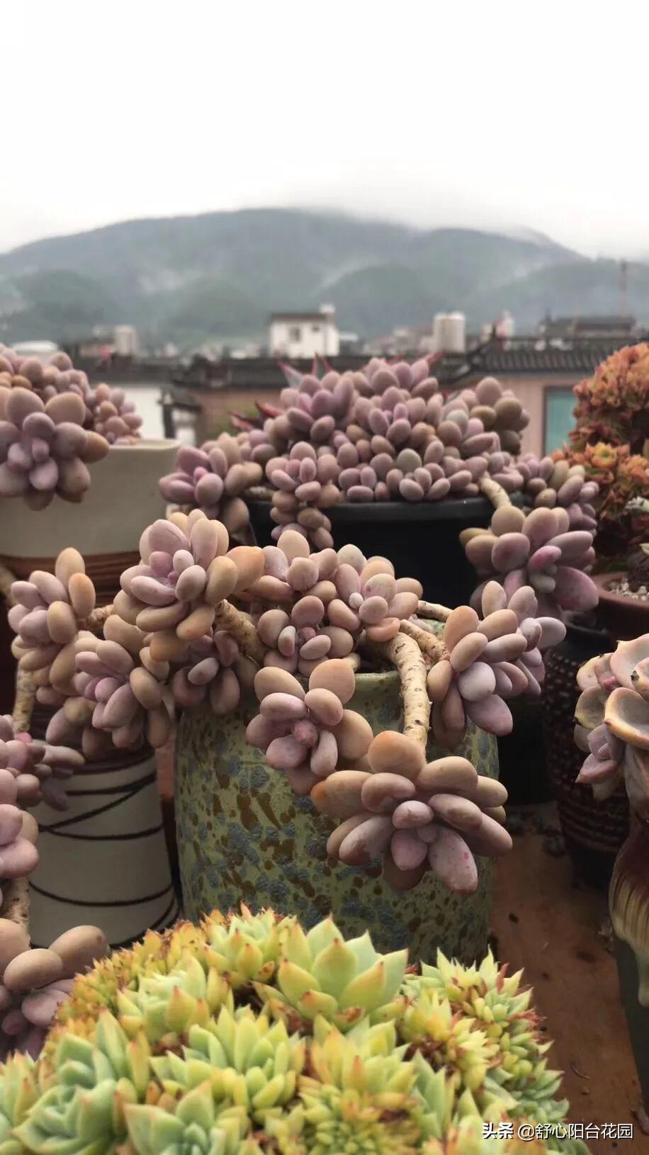 39.9入手7棵小老桩，夏季照样可以养好多肉。