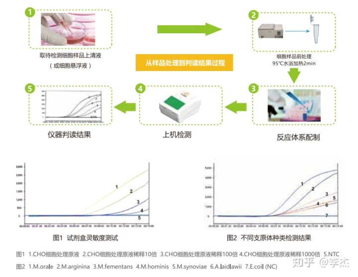 细胞被支原体污染怎么处理,细胞培养如何应对支原体污染