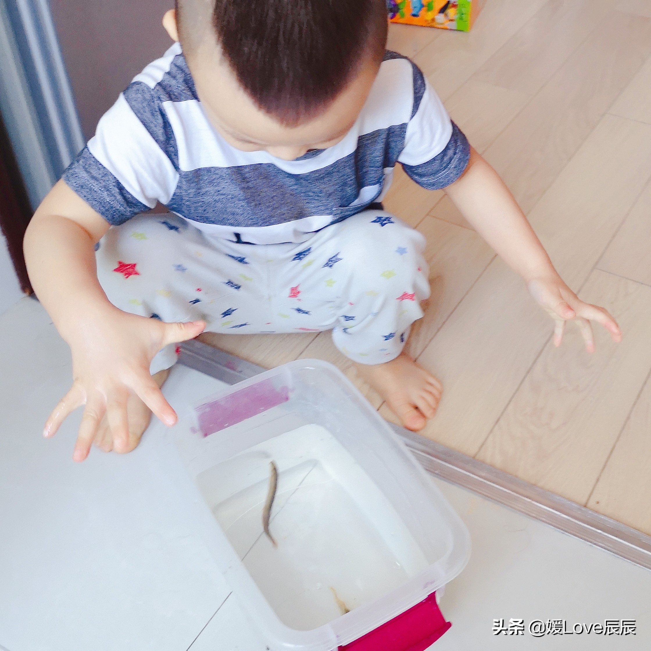 认识泥鳅活动过程,泥鳅视频启蒙儿童版1-3岁