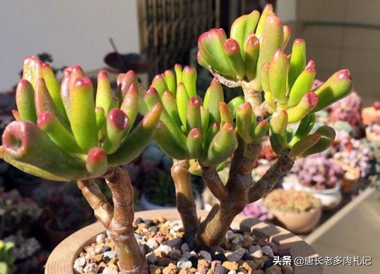 筒叶花月怎么繁育最好,铲叶花月多肉和吸财树多肉区别