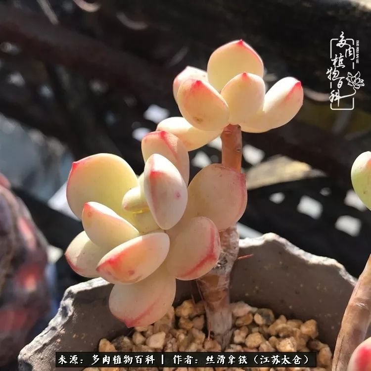 秋叶将落,秋叶即将落下你依然美丽