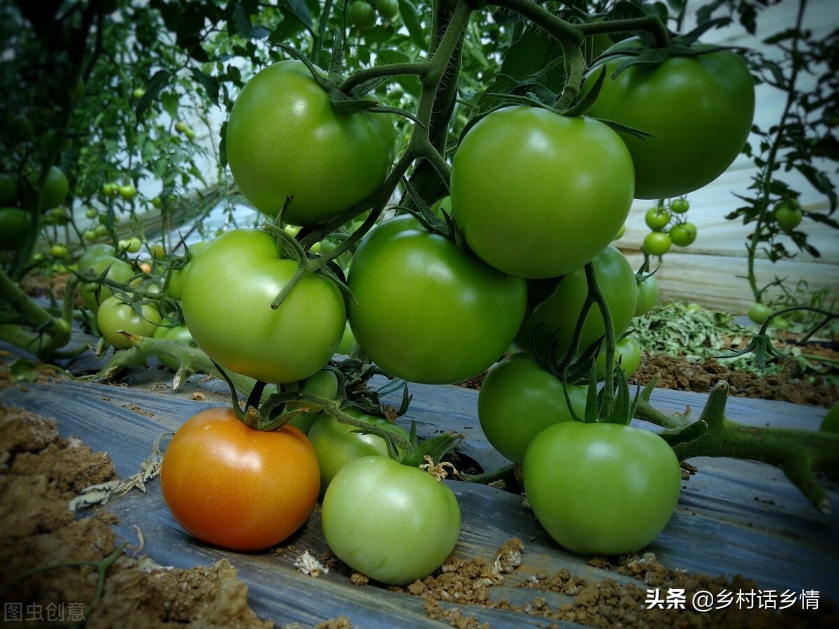 种植经验分享盆栽,种植经验分享活动方案