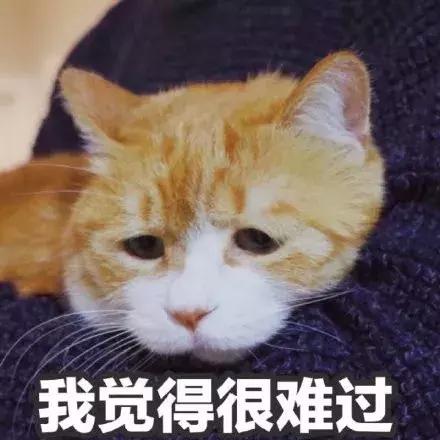猫瘟和猫传腹哪个致死率高,病毒致死率提升