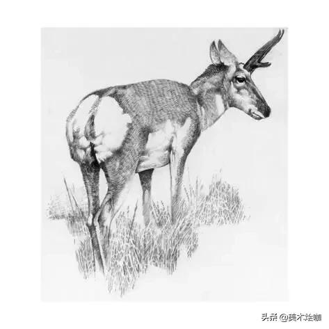 动物素描临摹装饰画,动物素描应该用哪些笔