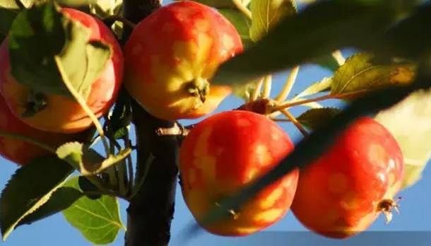 东北独一无二的水果,原生态水果原汁原味的家乡味道