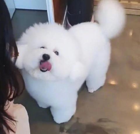 大势爱豆韩国综艺节目,养猪吴世勋