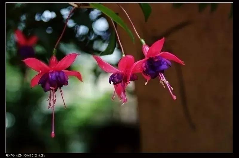 惊艳倒挂金钟,惊艳倒挂金钟图片