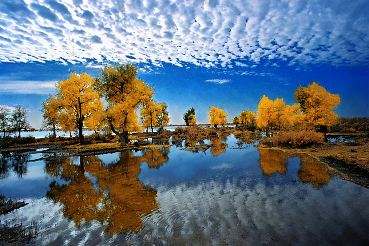 艺术家朗诵不朽的胡杨,千年不朽的胡杨