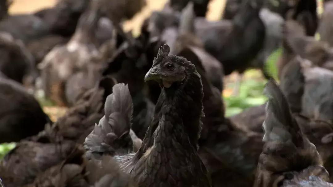 夫妻两人没做过生意适合干什么,无经验夫妻二人搞养殖