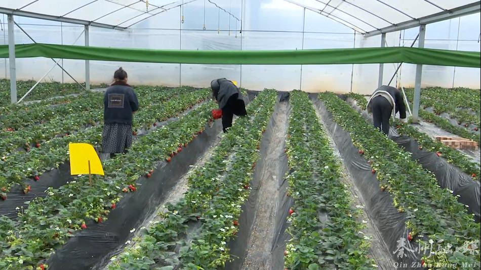 新春走基层村里过年,新春走基层大棚