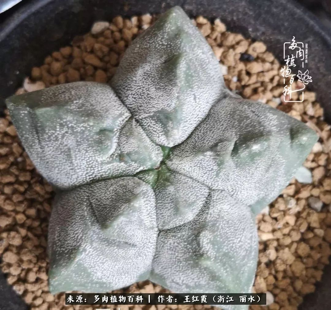 仙人球露养条件,仙人球春天露养条件