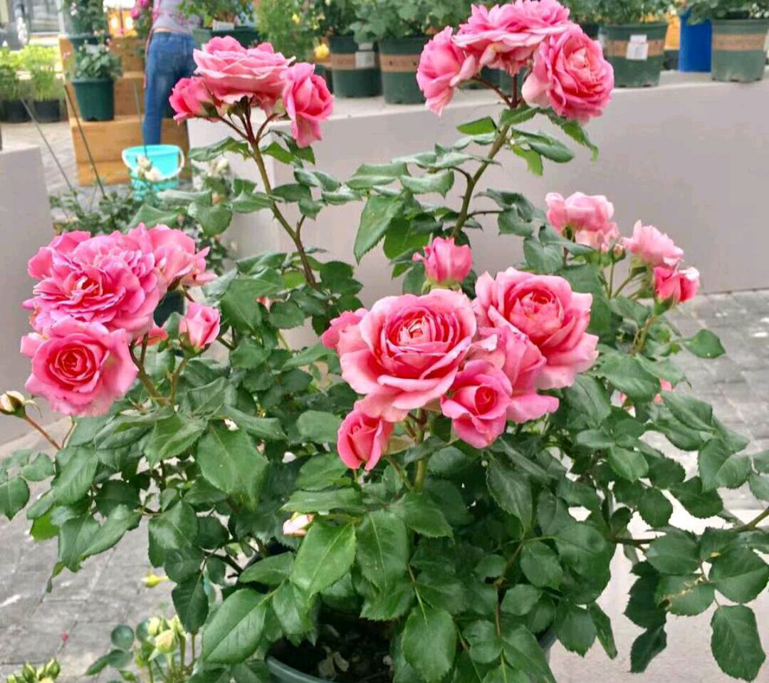 给月季换盆弄断毛细根,月季春天发芽后又枯萎了如何处理