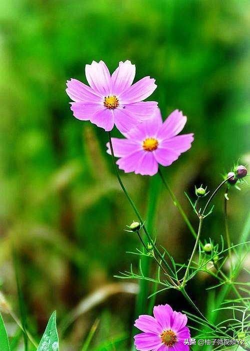 大智若愚的人生感悟句子,大智若愚的聪颖名言