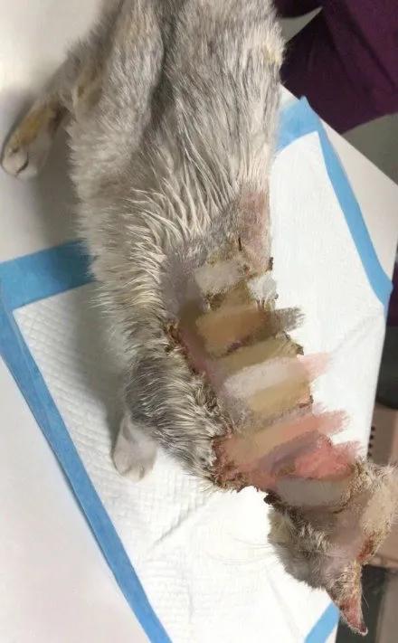 丢掉女朋友养了2年的猫,女朋友要求丢掉养了3年的猫