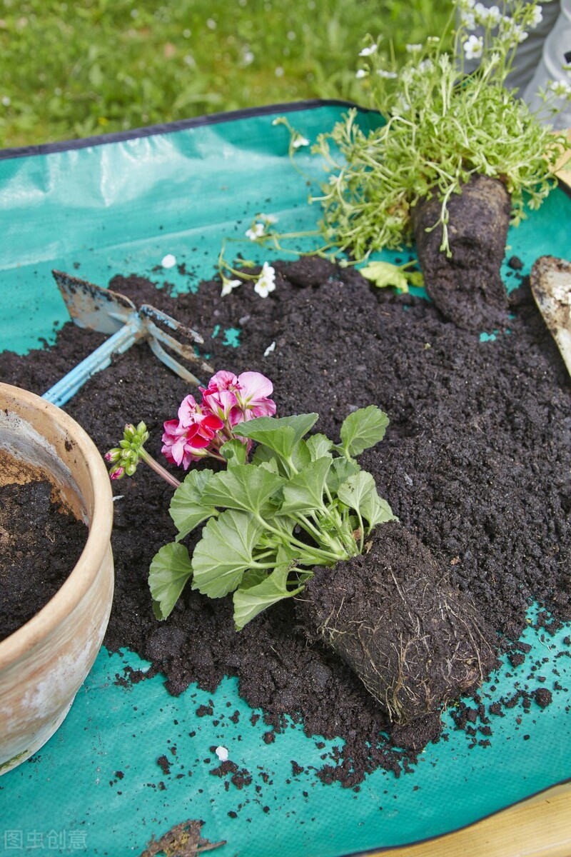 盆土反碱,盆土反碱发白怎么处理