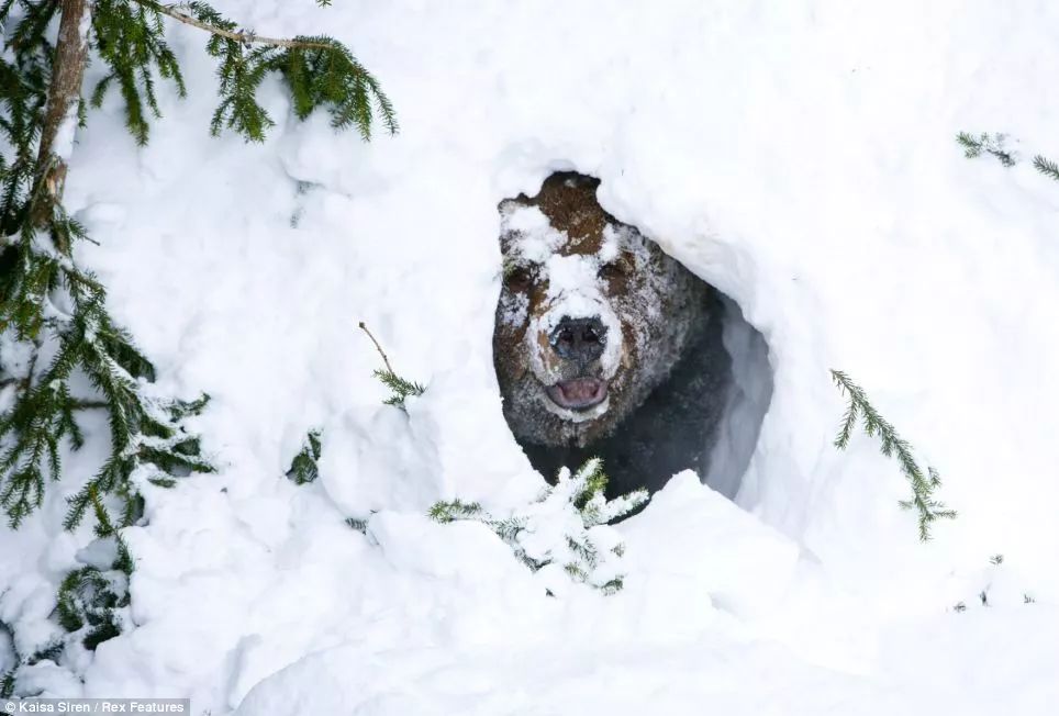 与熊同居28年神秘死亡，美国女人传奇的一生，隐藏着惊人结局