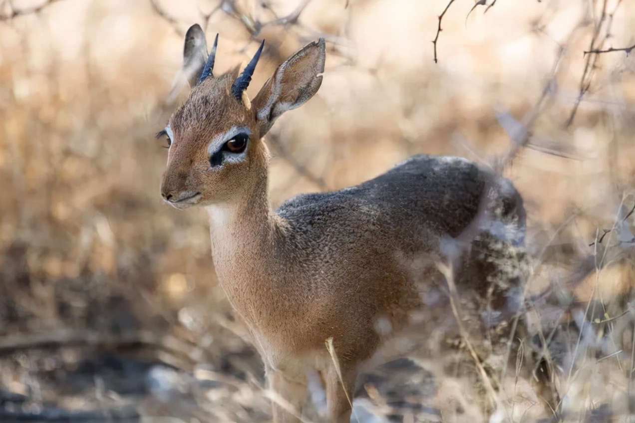 世界上最可爱的10种动物,世界上十种最可爱的动物