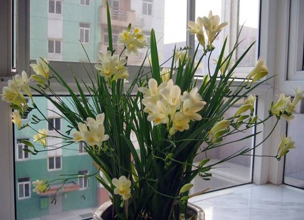 50种常见花卉浇水技巧,50种花卉种植技巧