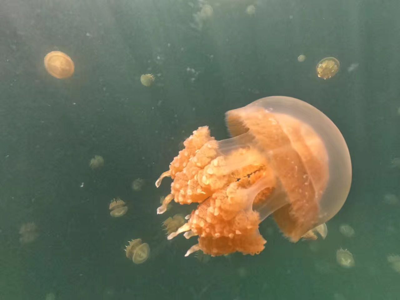 帕劳淡季旅游攻略大全,帕劳旅游攻略酒店推荐