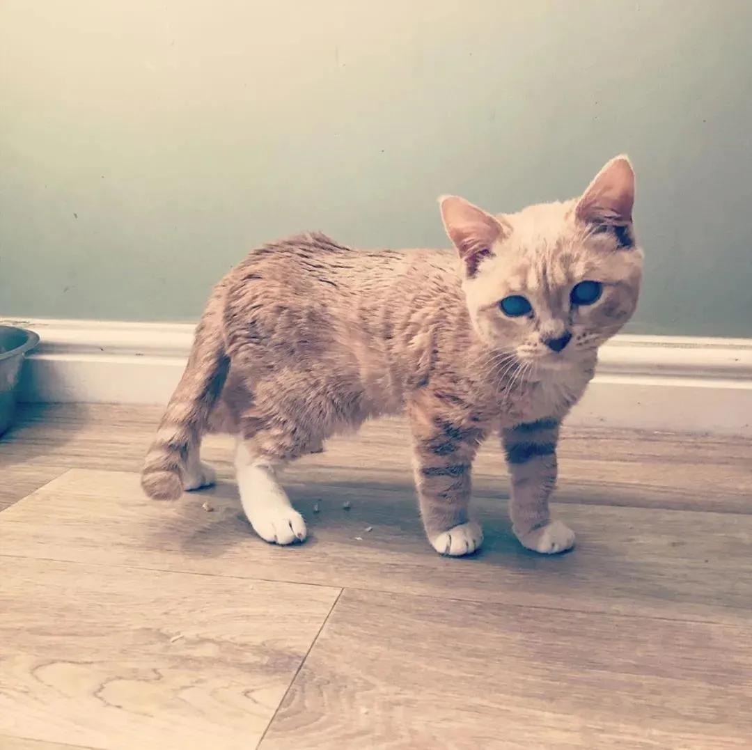 长了一双风暴之眼的侏儒猫咪，命运多舛，幸得善终