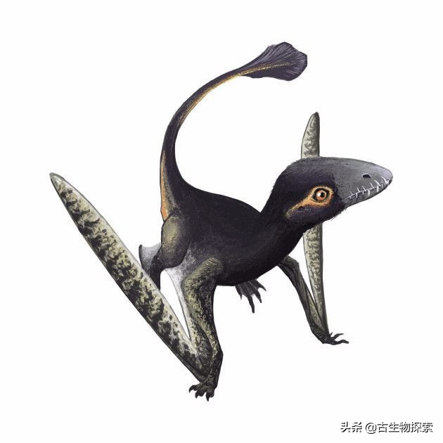 侏罗纪世界翼龙品种,侏罗纪翼龙是肉食还是草食