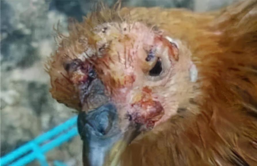 鸡眼肿流眼泪怎么回事,鸡眼肿是什么原因