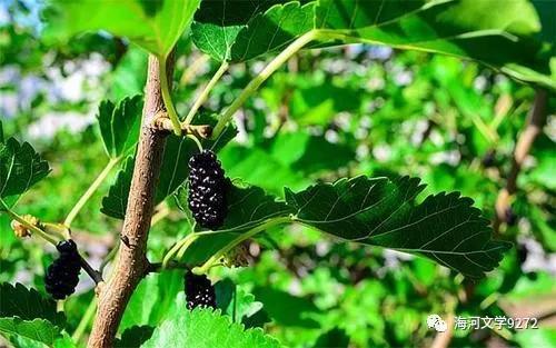 怀念房前的那棵红枣树,怀念那片银杏树