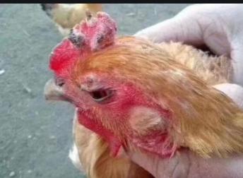 鸡喉痘治疗办法,治疗鸡痘专用药