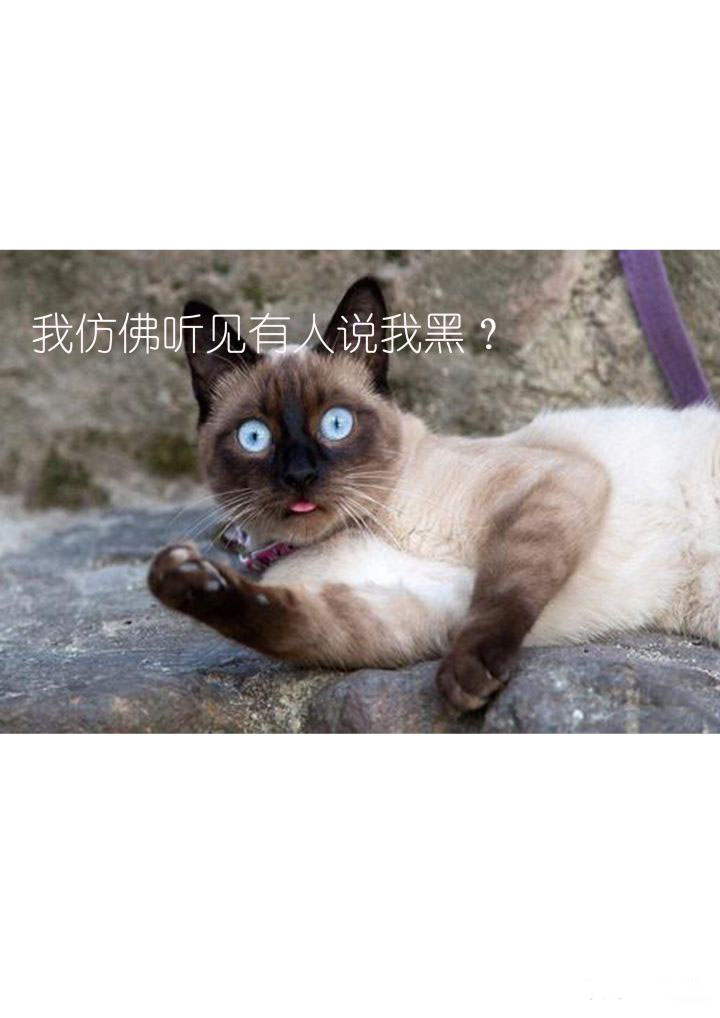 新手养猫可以养暹罗猫吗,养猫新手指南暹罗猫