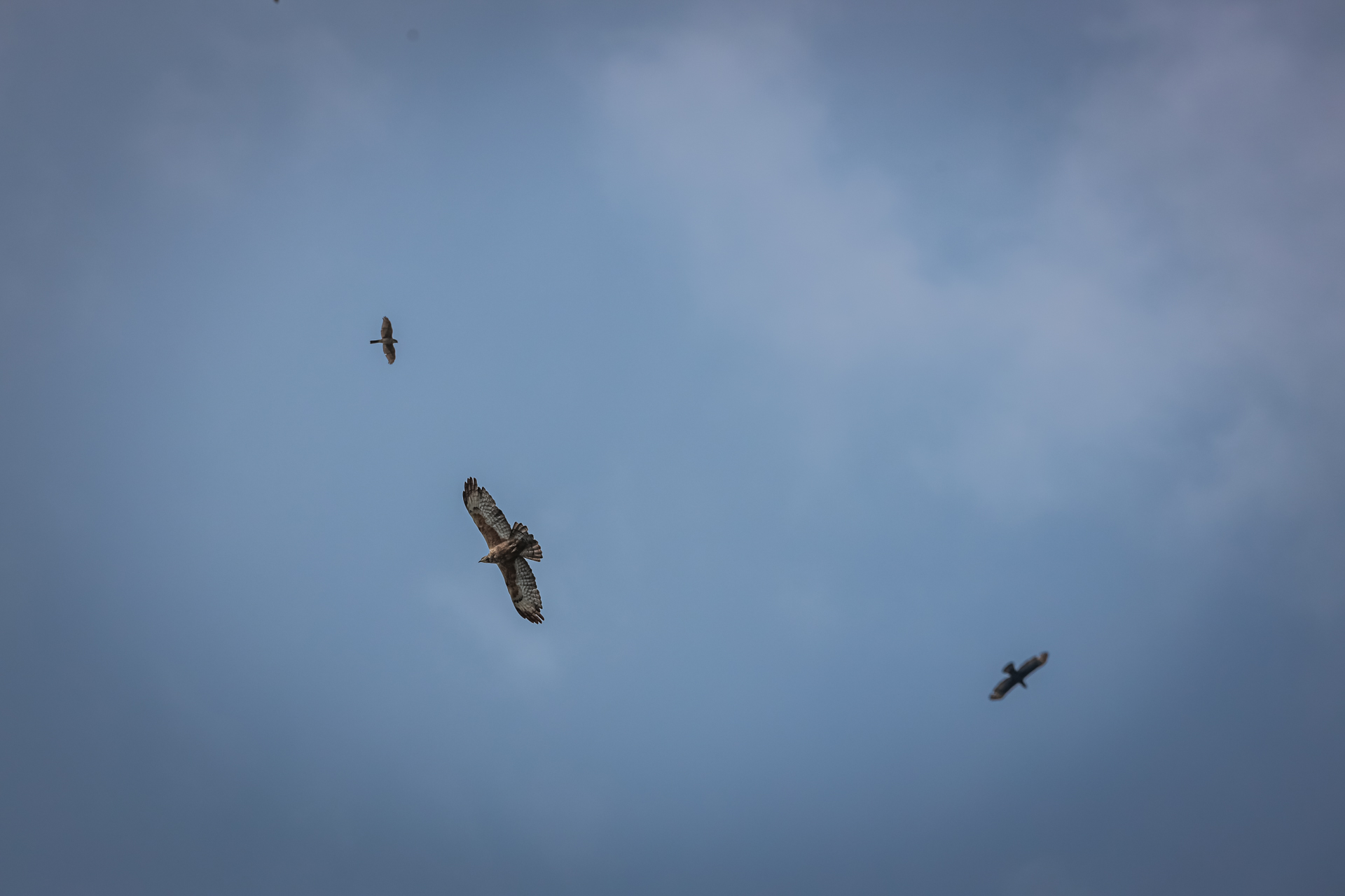 见证猛禽“生存”之道迪卡侬仿生系列试用体验