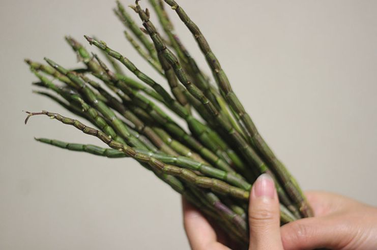 自己吃铁皮石斛什么样的最实惠,鲜铁皮石斛跟干铁皮石斛哪个好