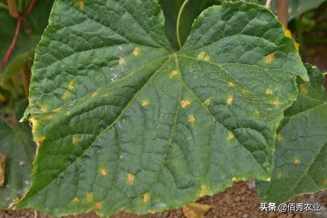 黄瓜种植过程中有哪些病虫害,种植黄瓜应该关注哪些病虫害
