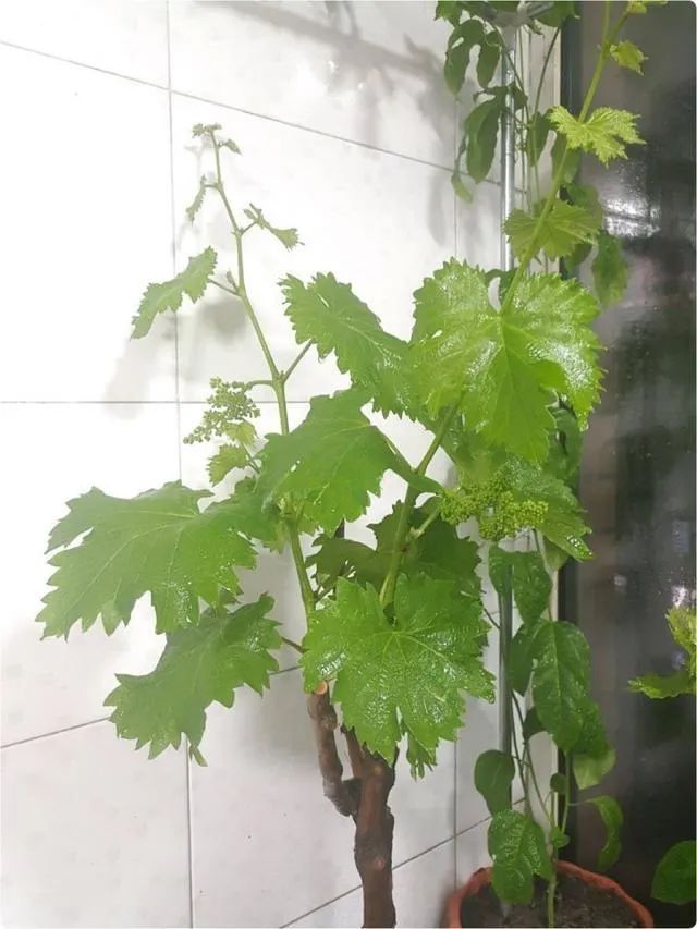让葡萄爬满院子怎样栽培,第一年的葡萄如何爬满架
